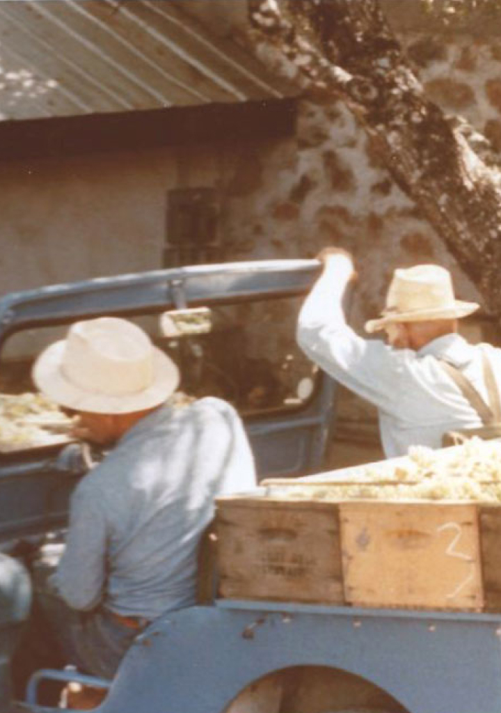 Two men in a truck with wooden boxes filled with grapes, bringing them to the Stony Hill residence for harvest.