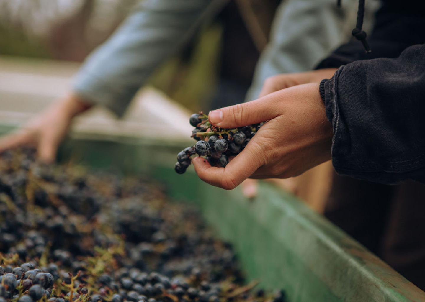 A hand holding a bunch of grapes taken from a bin full of grapes from harvest.