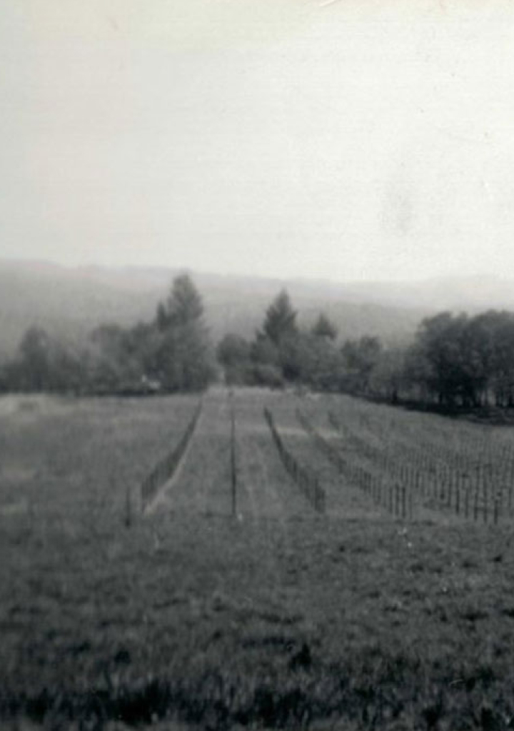 A black and white historic photo of Stony Hill vineyard and the vines.