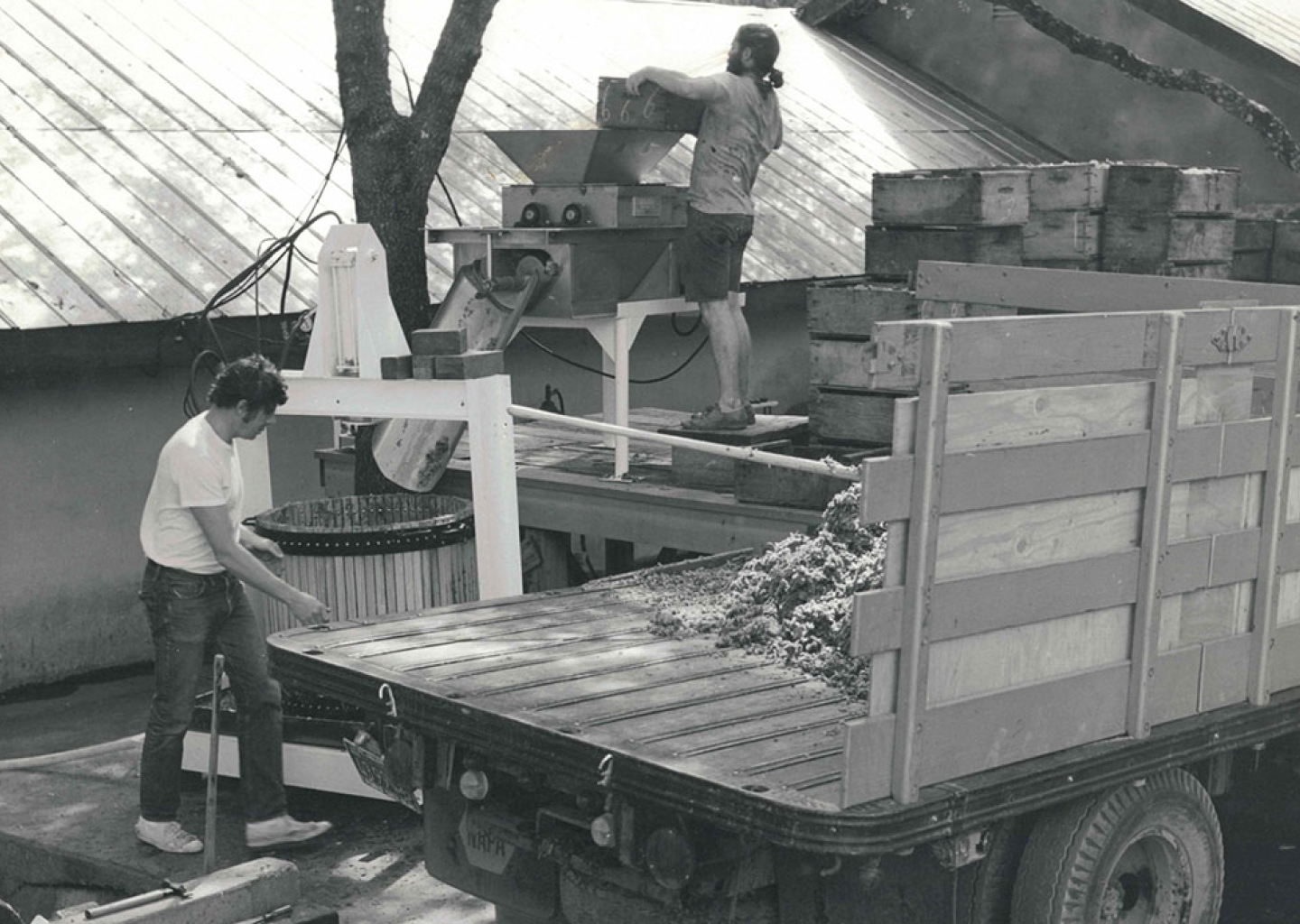 Two men using the grape press, and unloading grapes from a truck from the harvest.