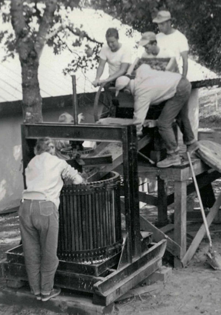 A historic photo of Stony Hill with a group using a large wooden wine press with grapes coming from the fall harvest.