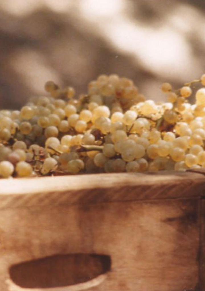 A wooden bin full of grapes from harvest.