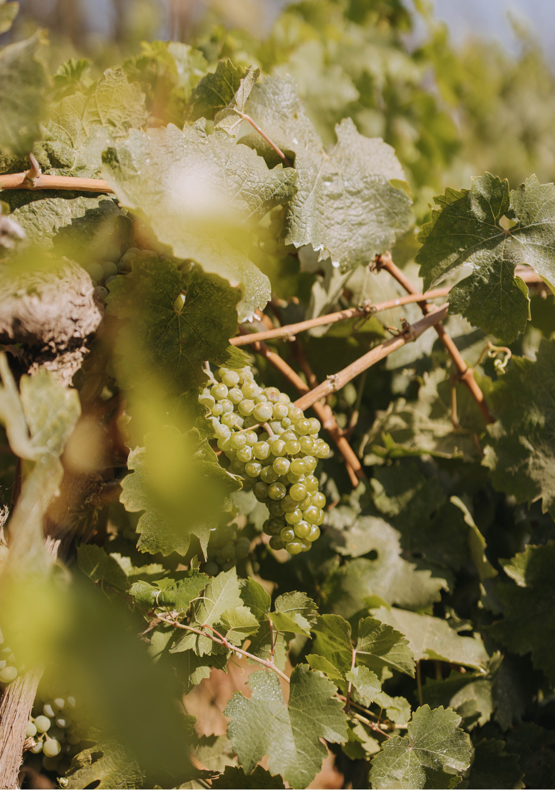 Grapes hanging on the vine at the Stony Hill vineyard.