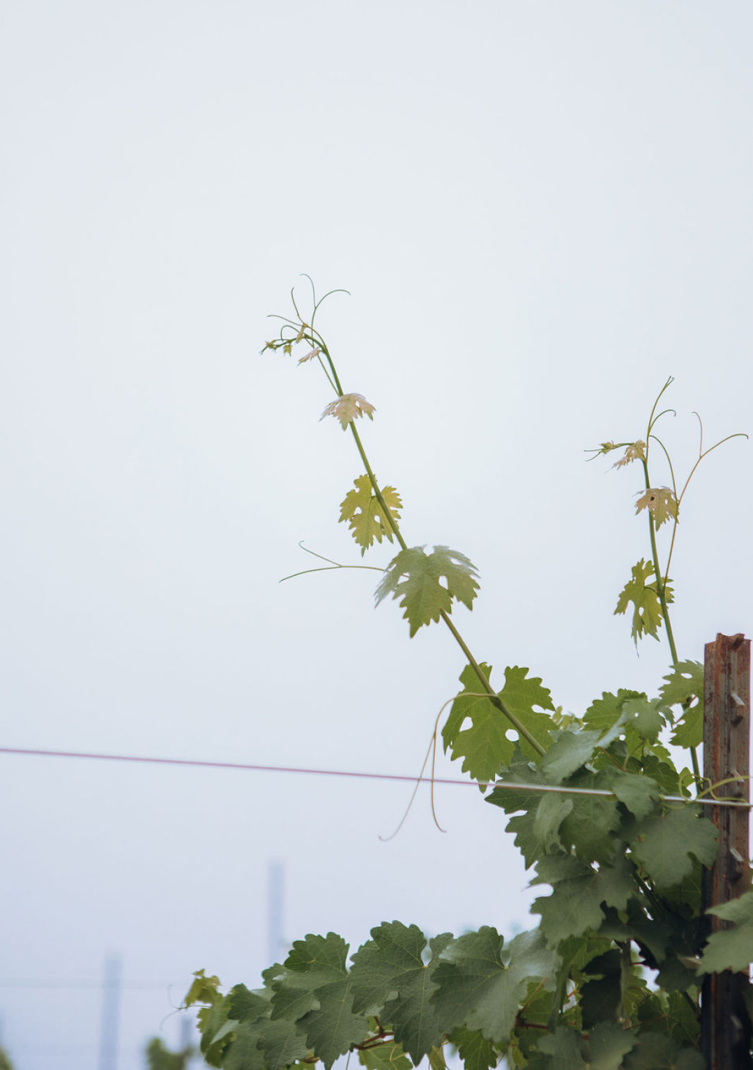 A grapevine in the vineyard at Stony Hill.