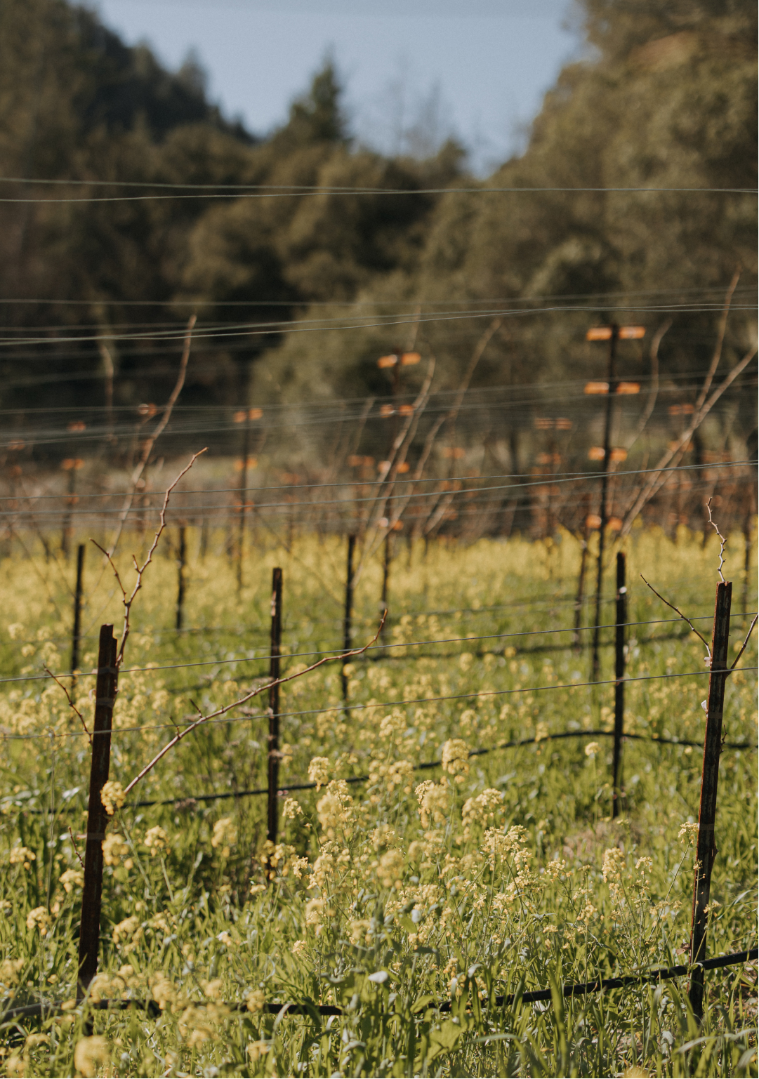 Mustard flowers blooming in the Stony Hill vineyard.