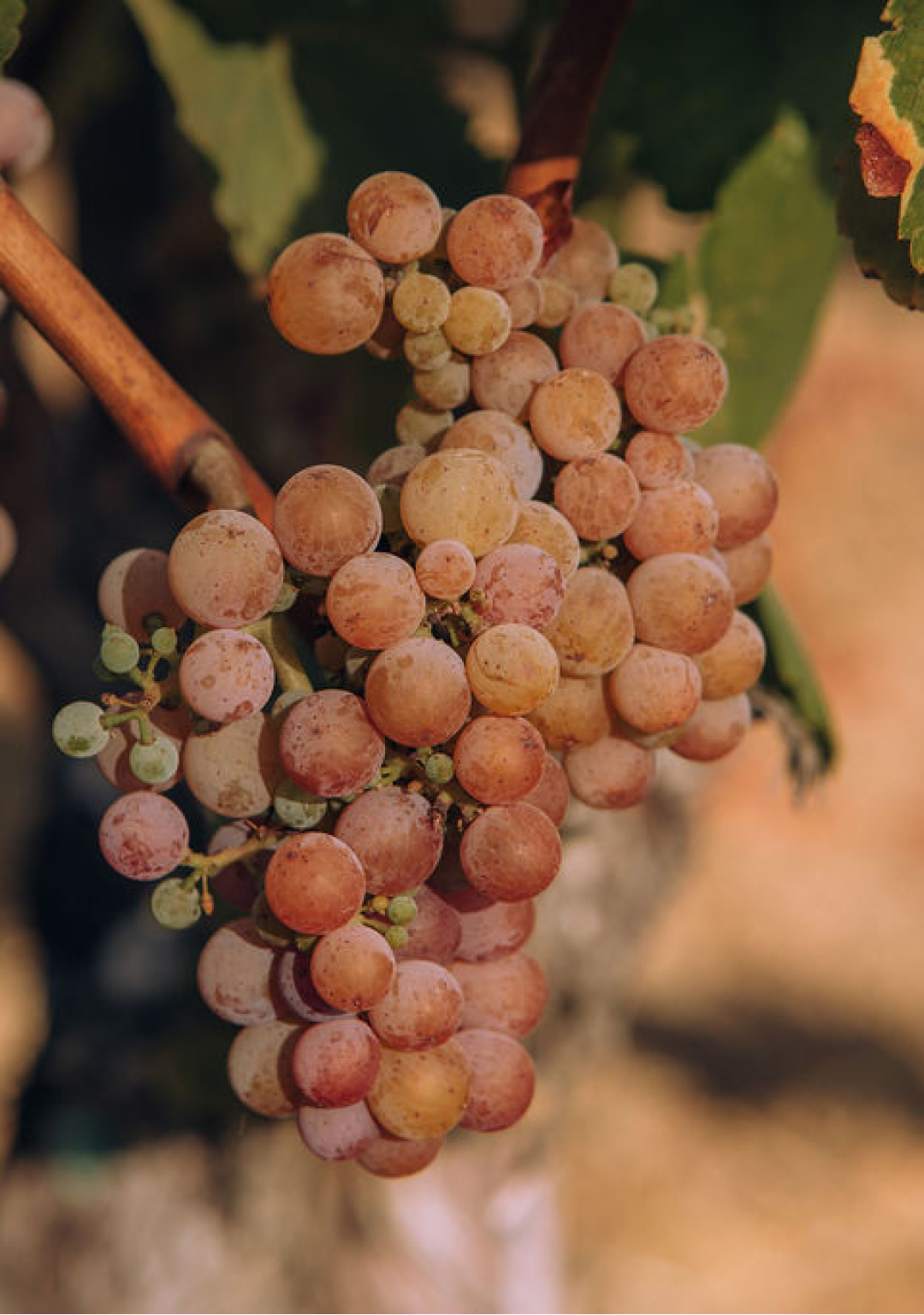 Grapes resting on the vine at the Stony Hill vineyard.