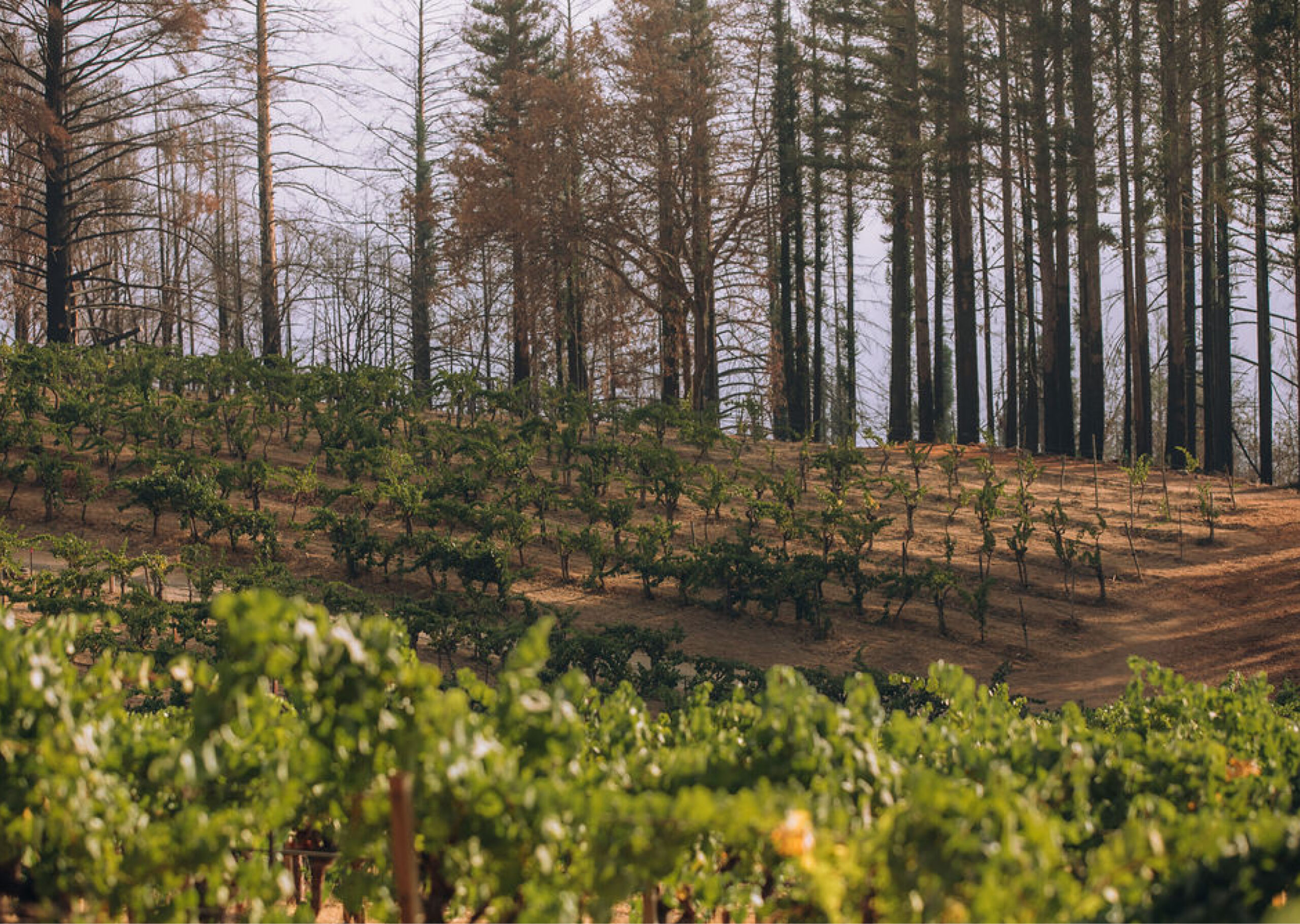 An row of grapevines at the Stony Hill vineyard with tall trees behind them.