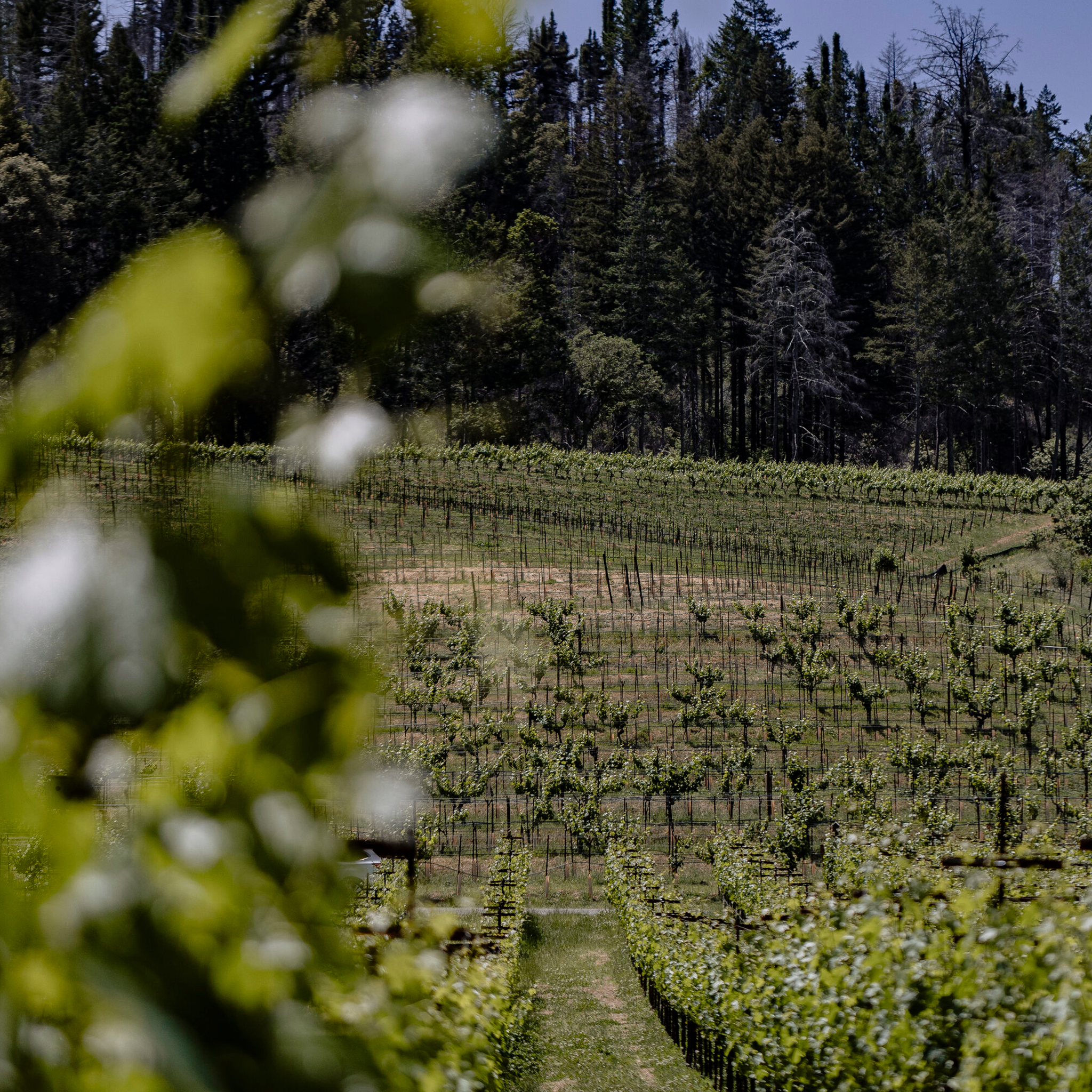 Stony Hill The Terroir Experience - overlooking the vineyard at the Stony Hill Estate