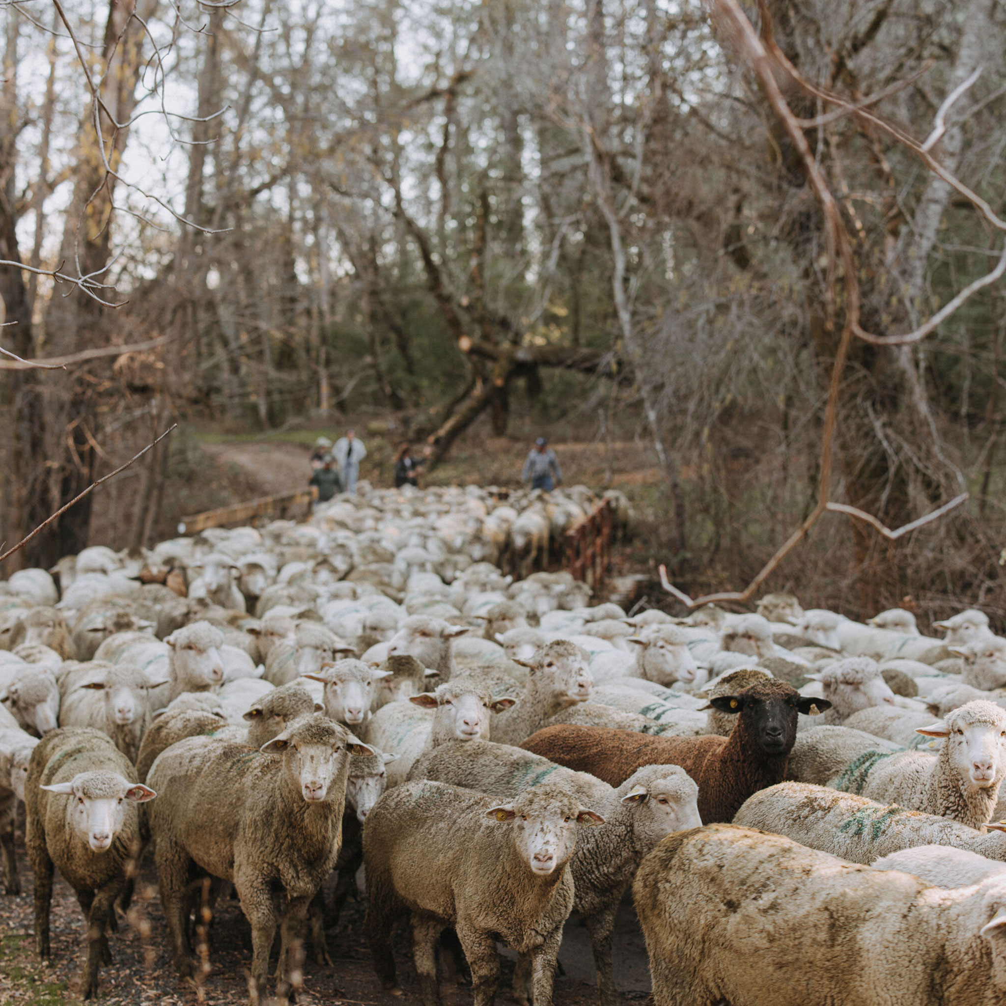 Sheep arrival at Stony Hill