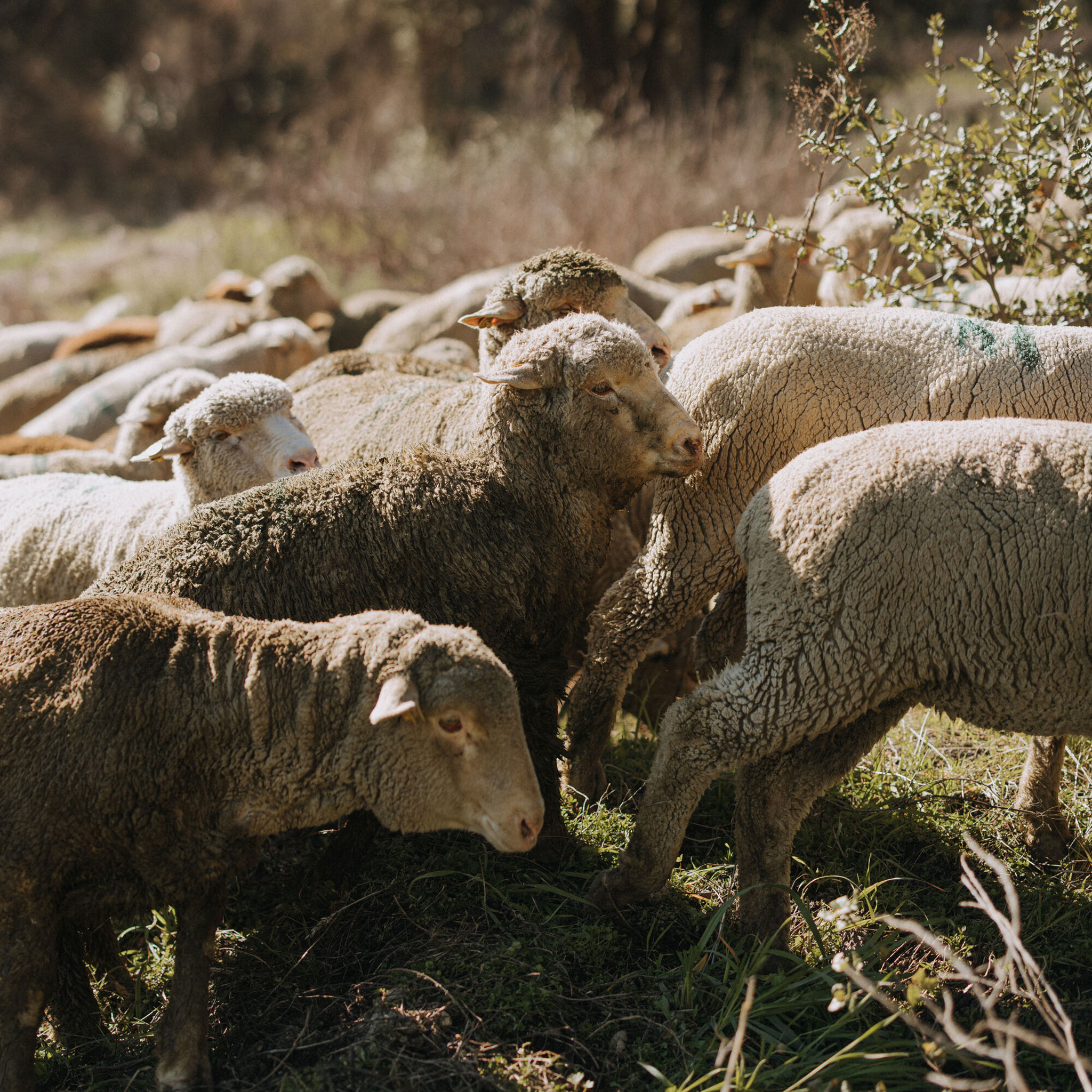 Sheep at Stony Hill vineyards.