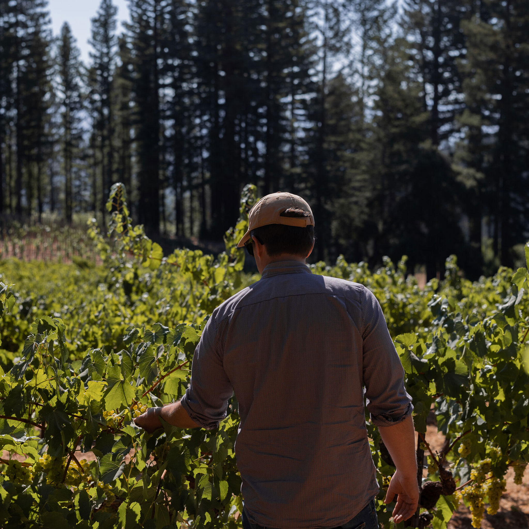 Stony Hill Winemaker Reid Griggs walking through the vineyards in the summer.