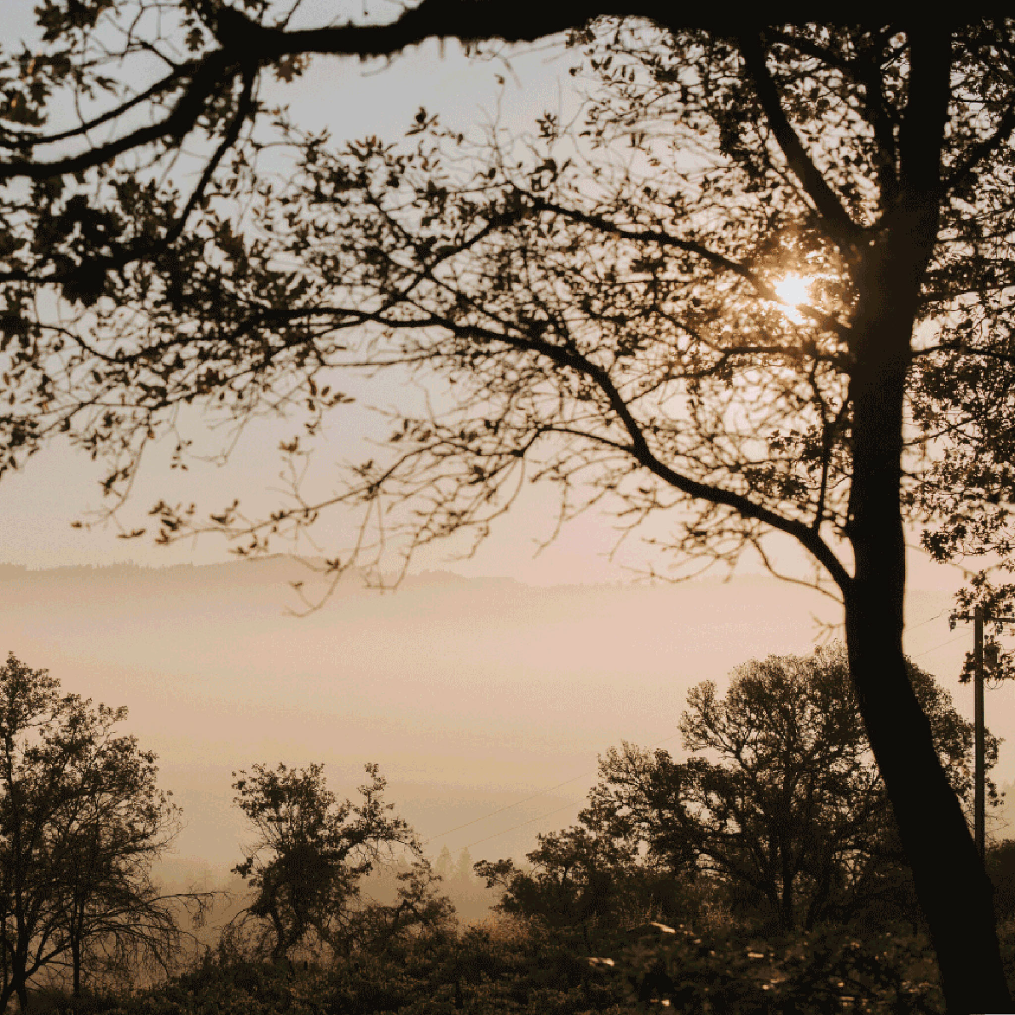 Morning fog at Stony Hill vineyard - December 2022