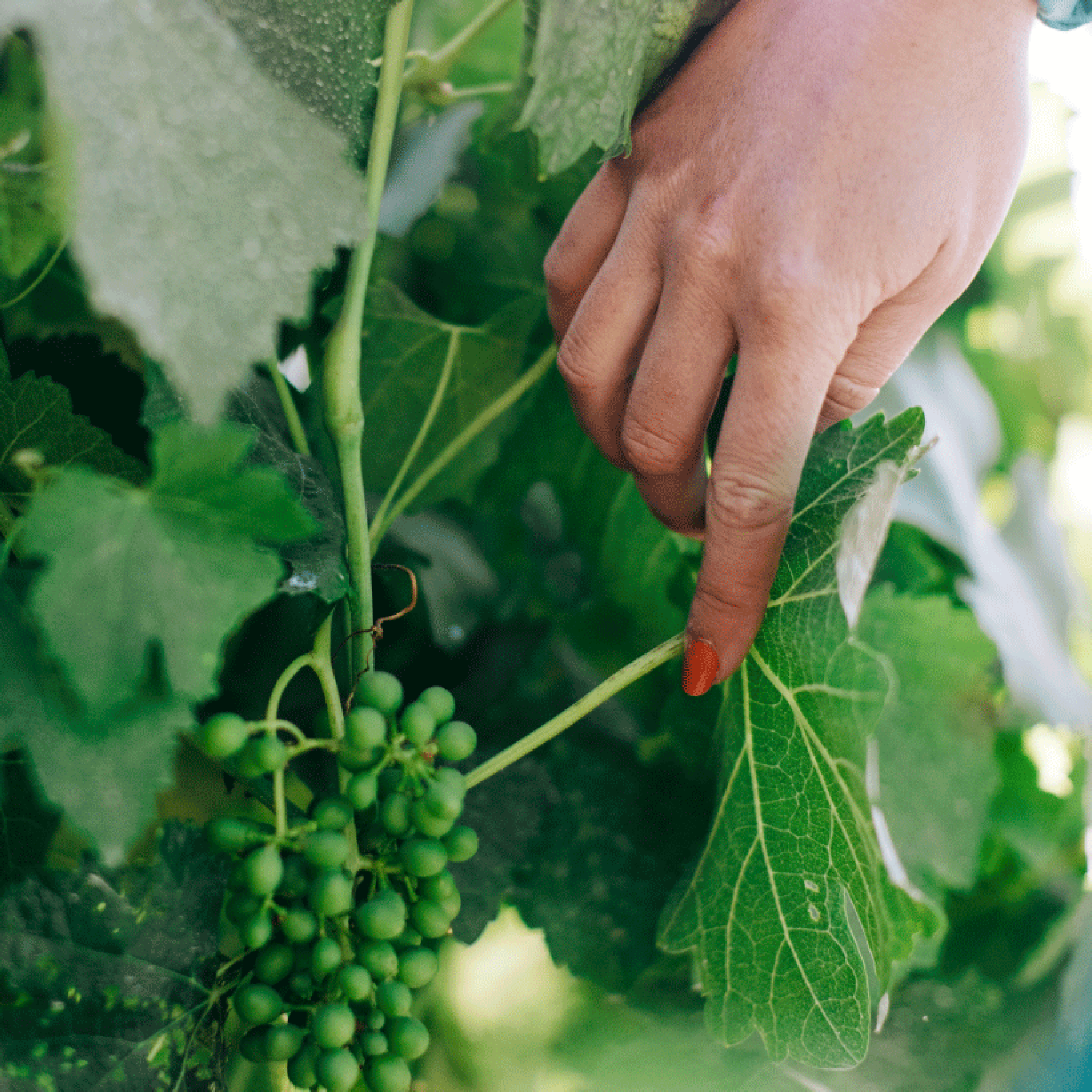Stony Hill vineyard in the summer 2022