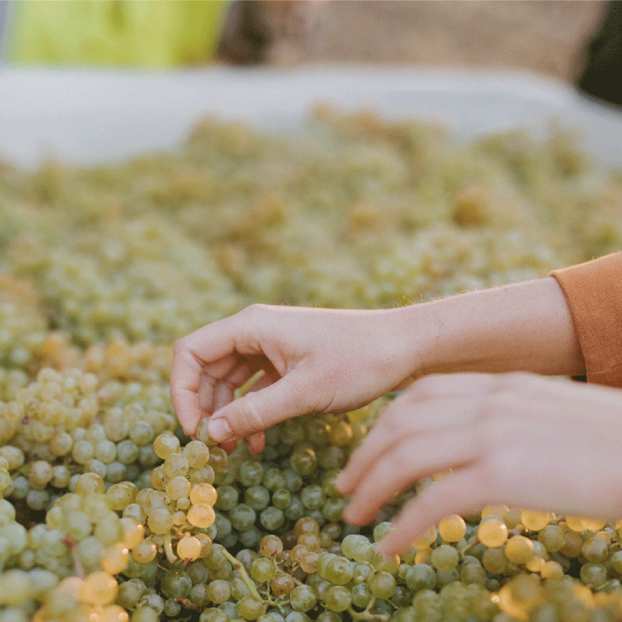 Stony Hill Harvest 2022