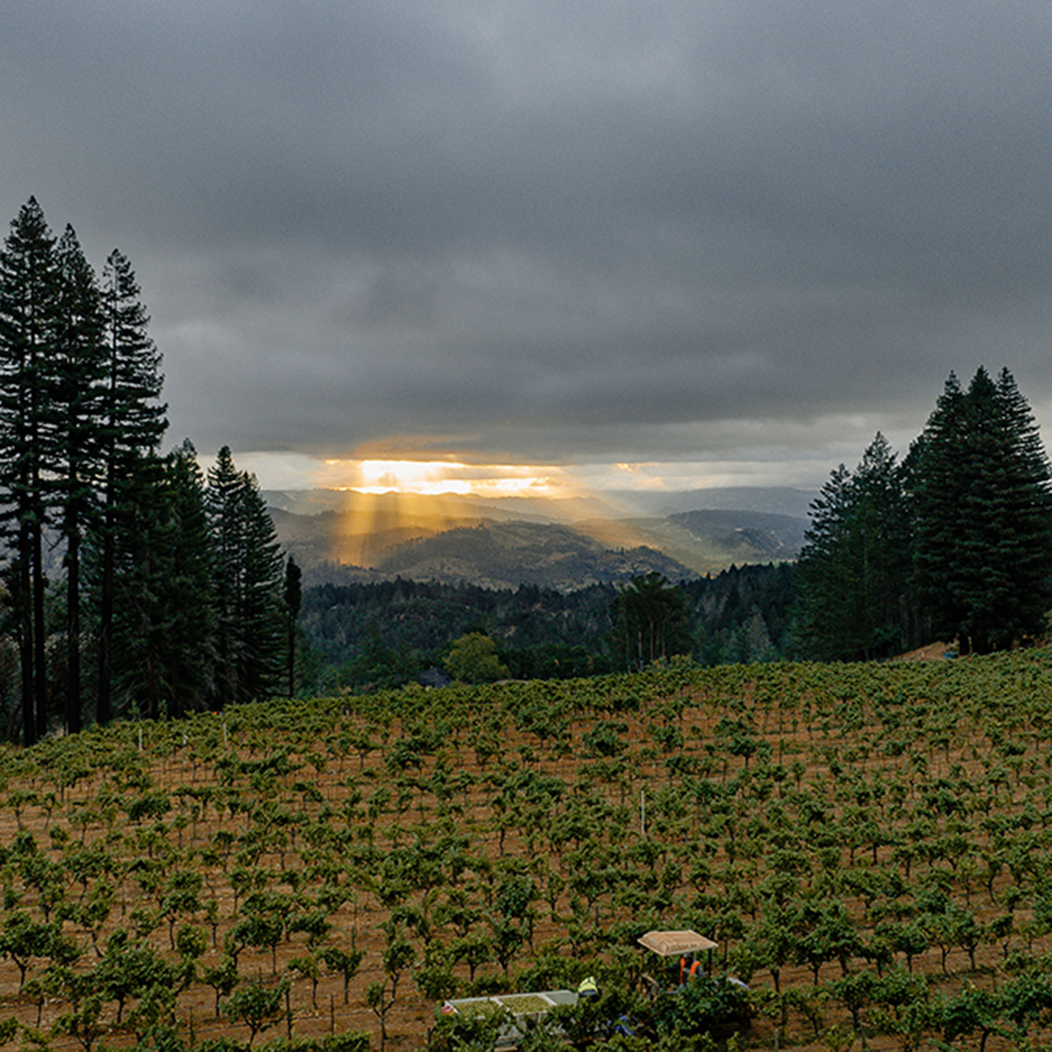2023 Harvest at Stony Hill Vineyards