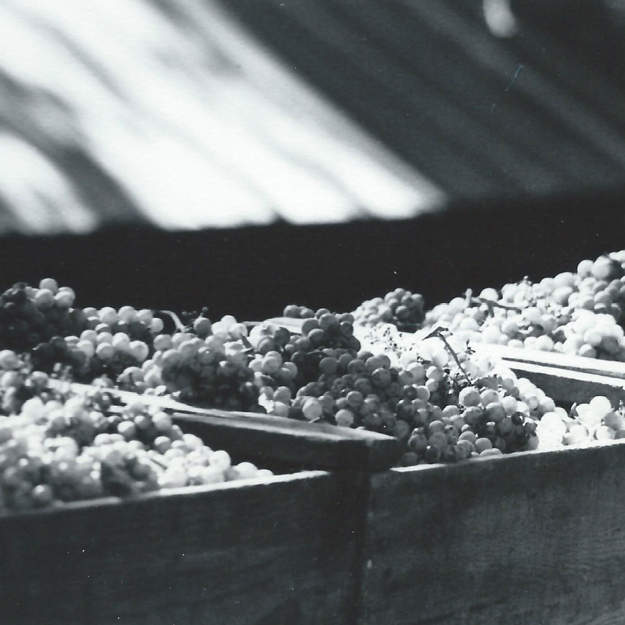 Stony Hill grapes loaded in boxes