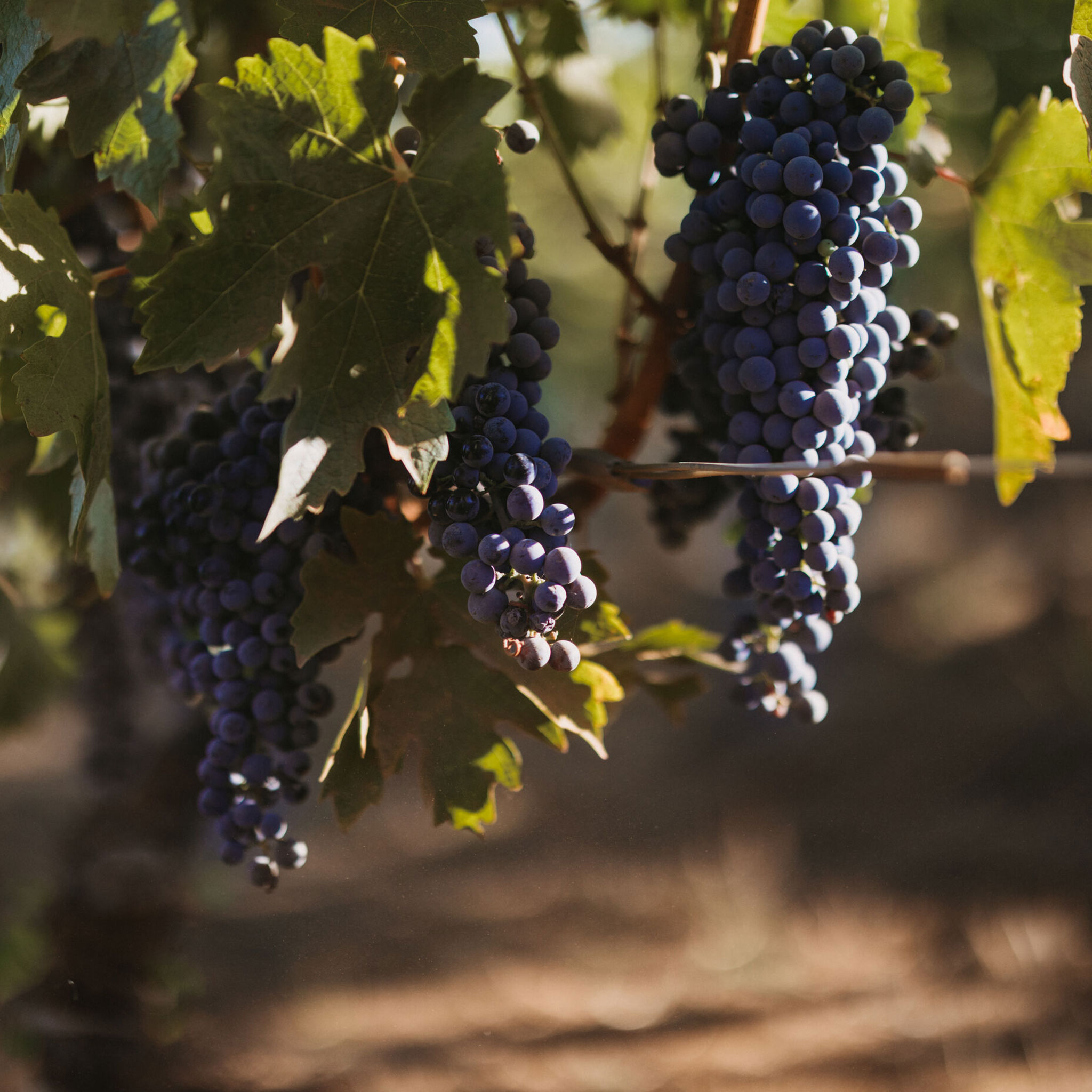 Cabernet Sauvignon grapes hanging on the vine at Stony Hill vineyard, October 2023