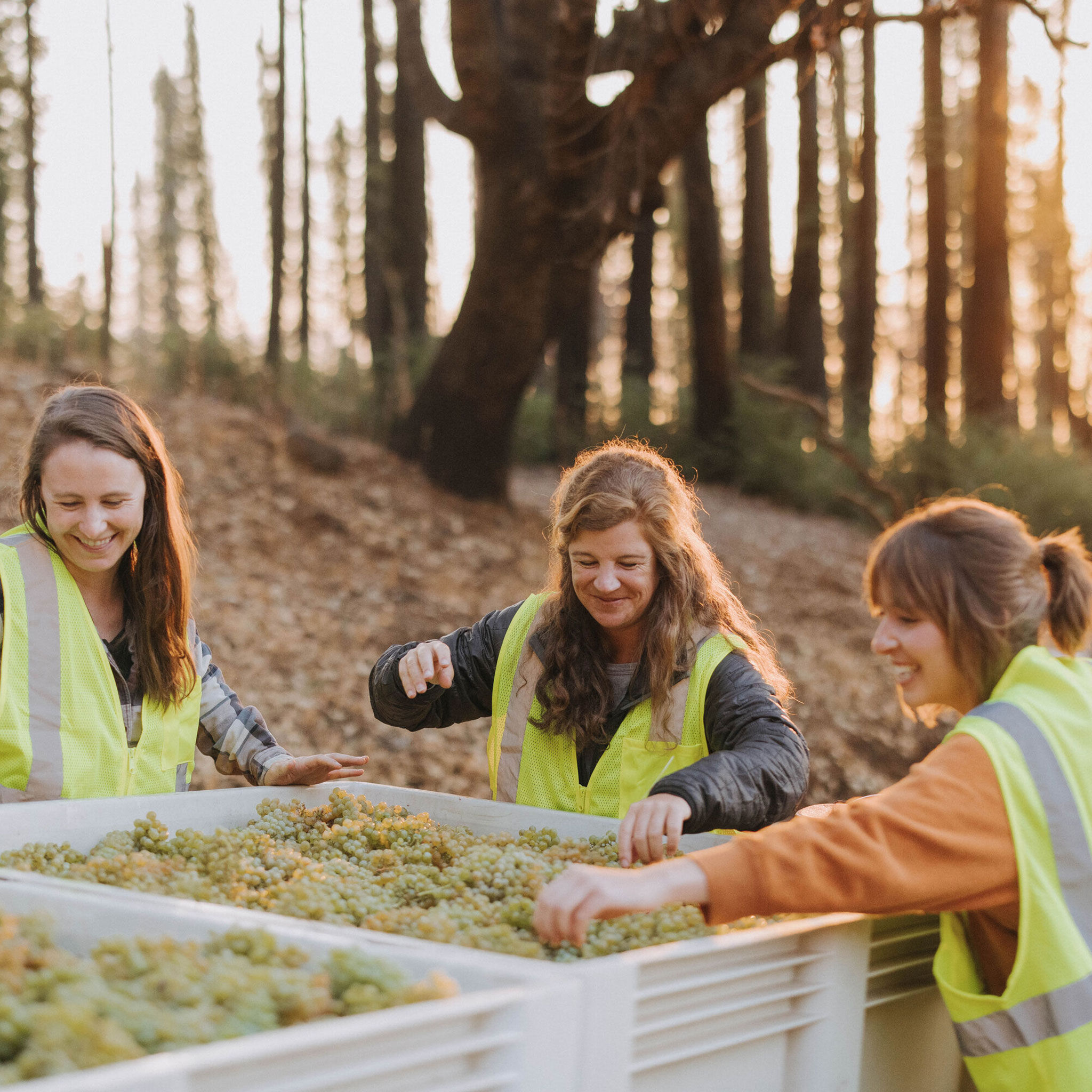 Stony Hill team sorting grapes from 2022 harvest.