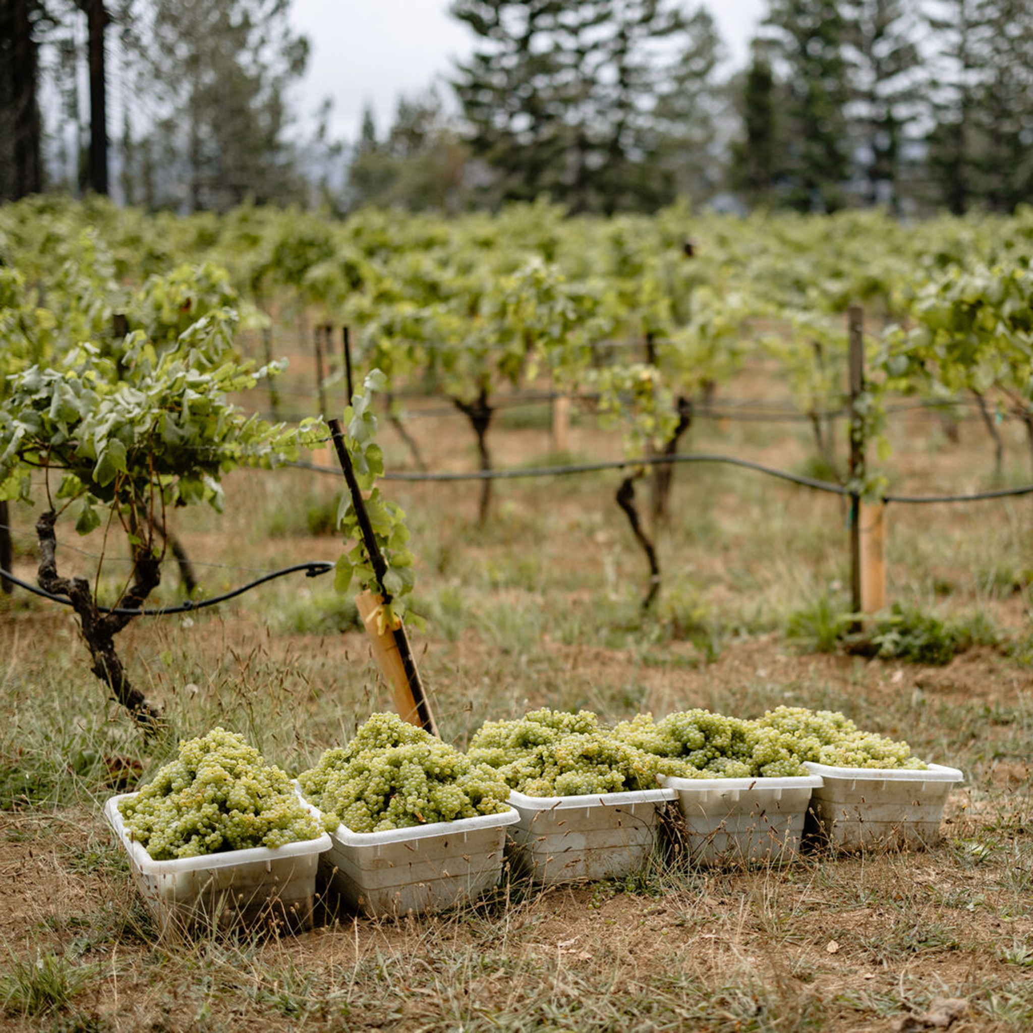 Harvest at Stony Hill