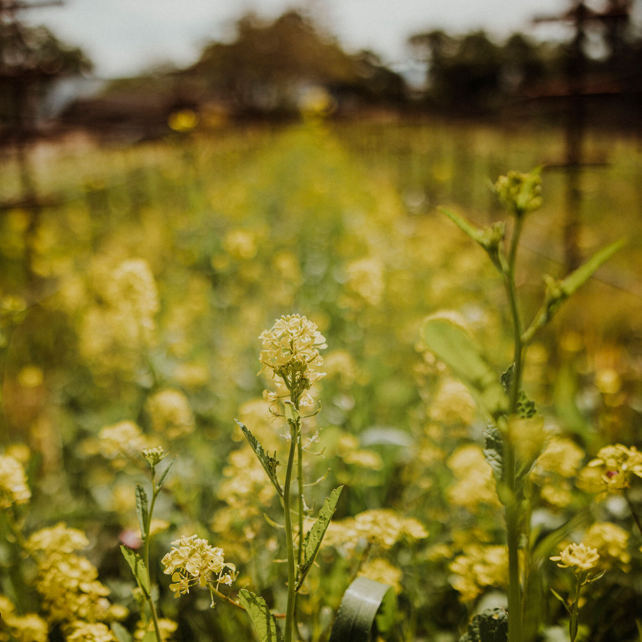 Mustard in the vineyards at Stony Hill in spring of 2023.