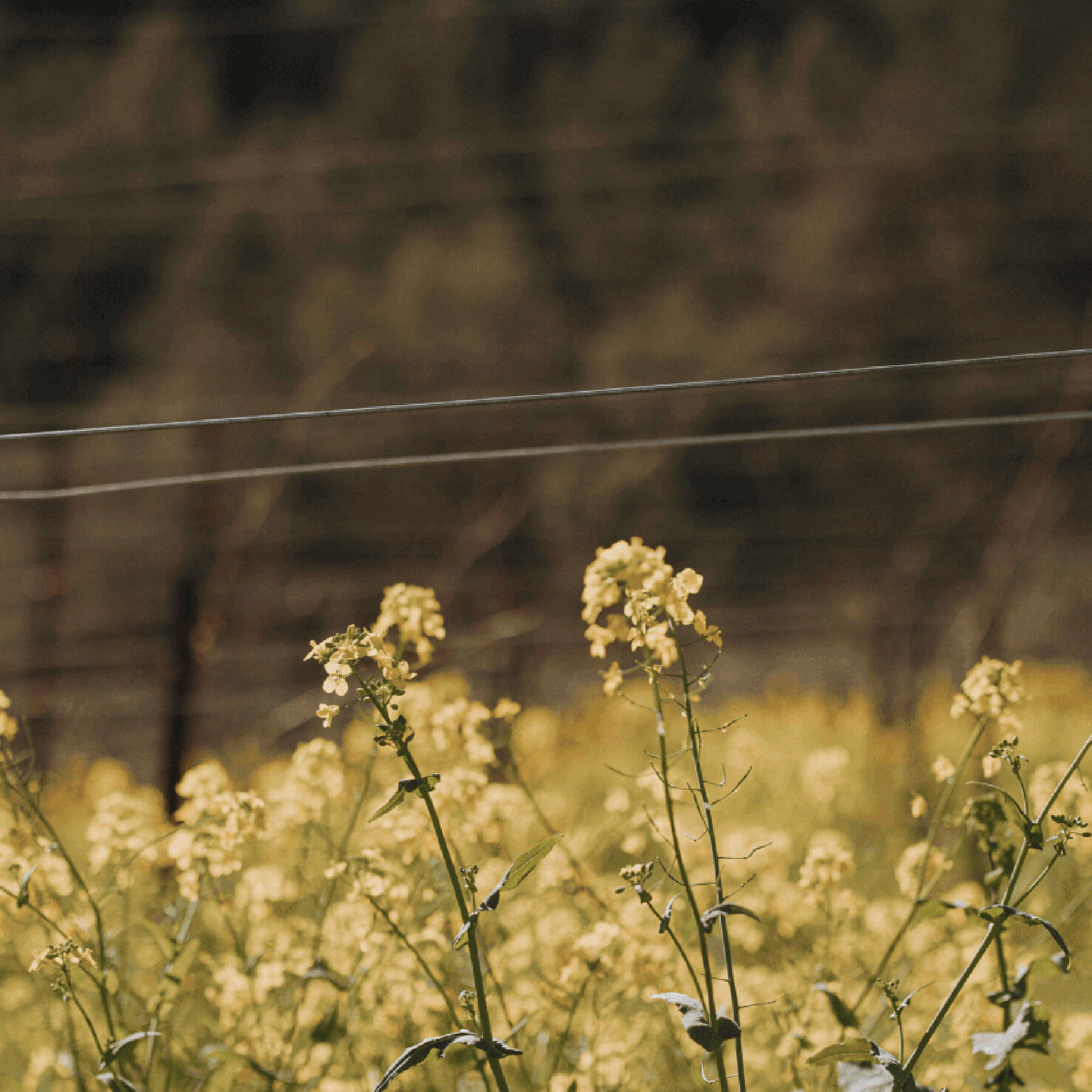 Stony Hill vineyard in the spring 2023