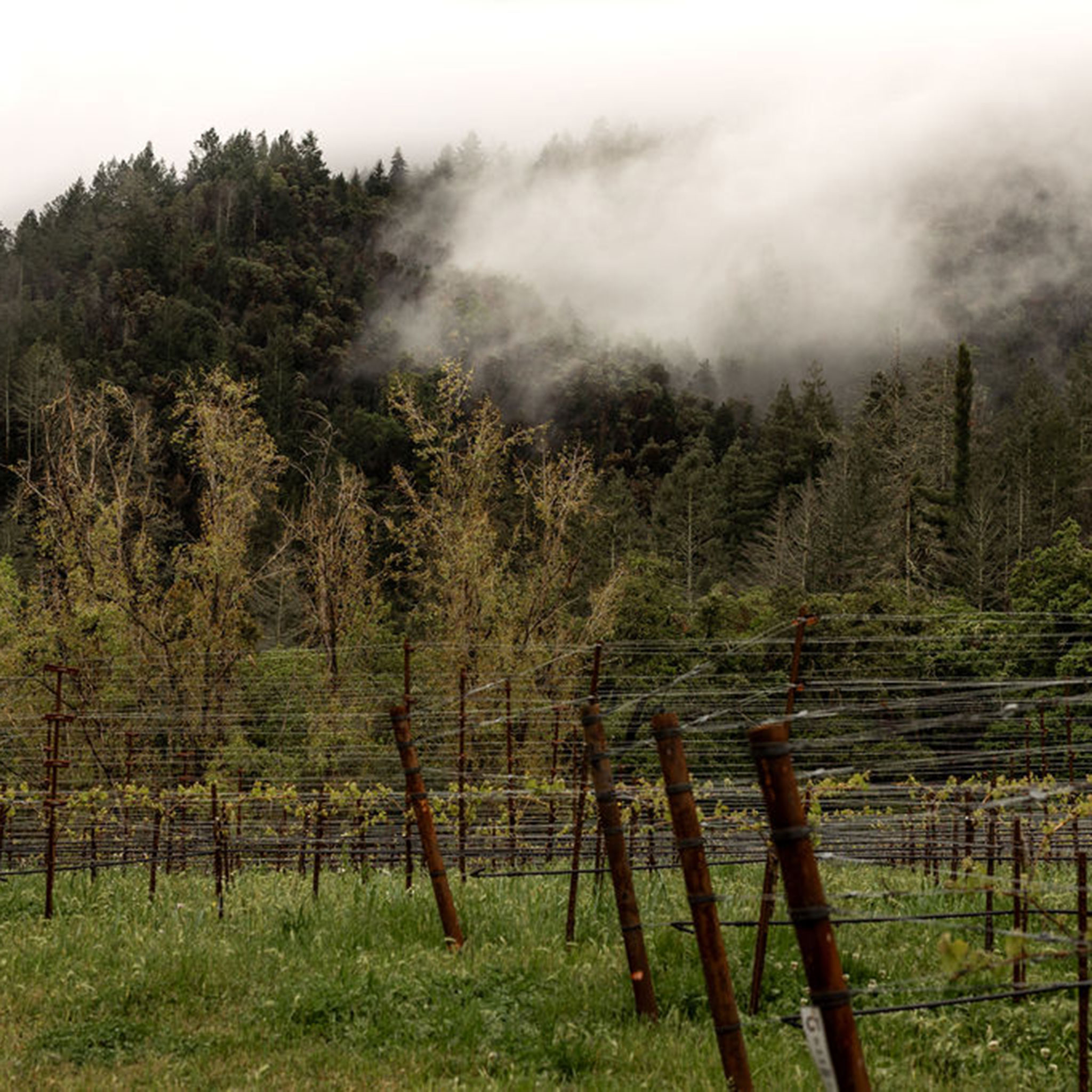 Stony Hill vineyard in the spring, 2024