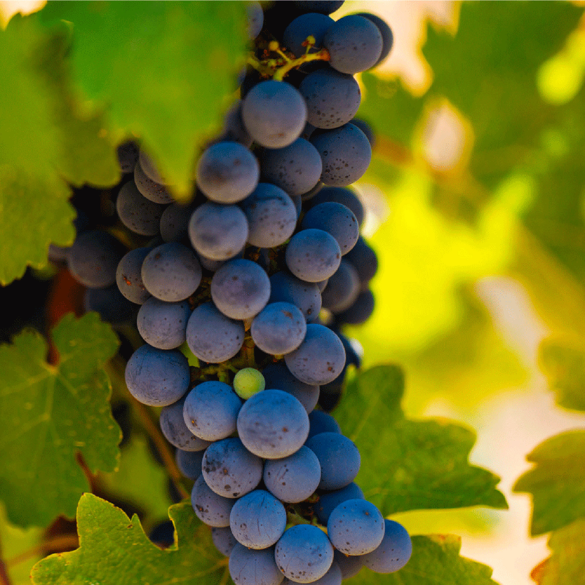 Veraison at Stony Hill vineyard in July 2022