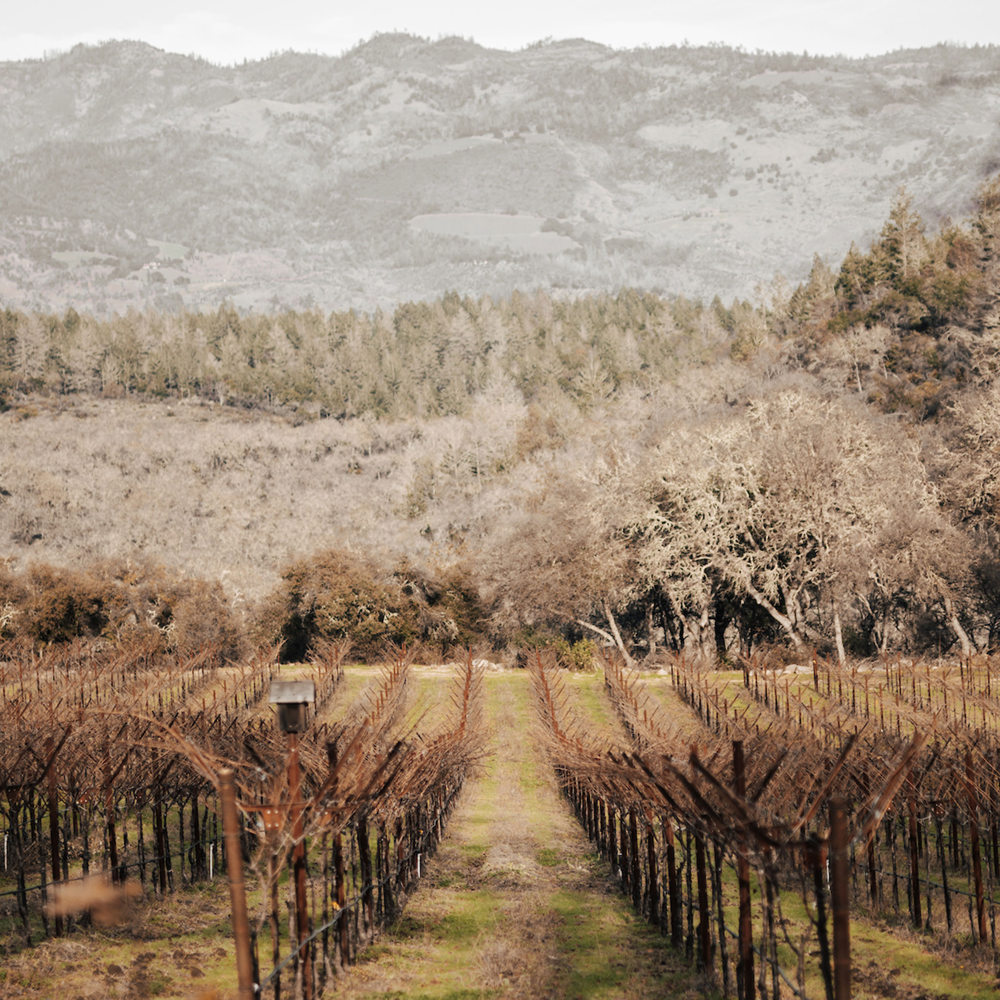 Stony Hill Vineyards in the winter, 2025