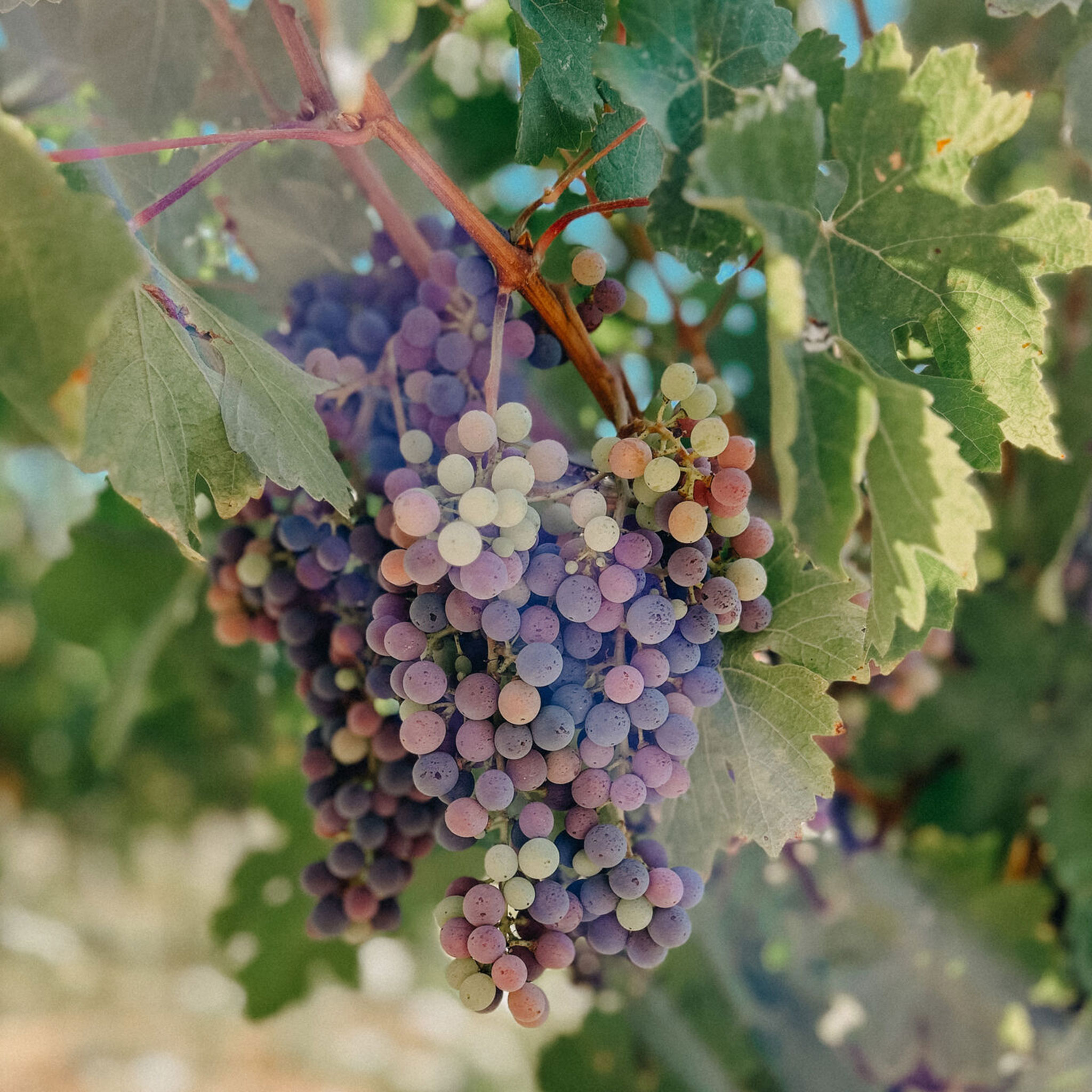 Stony Hill veraison in the vineyards - August 2023