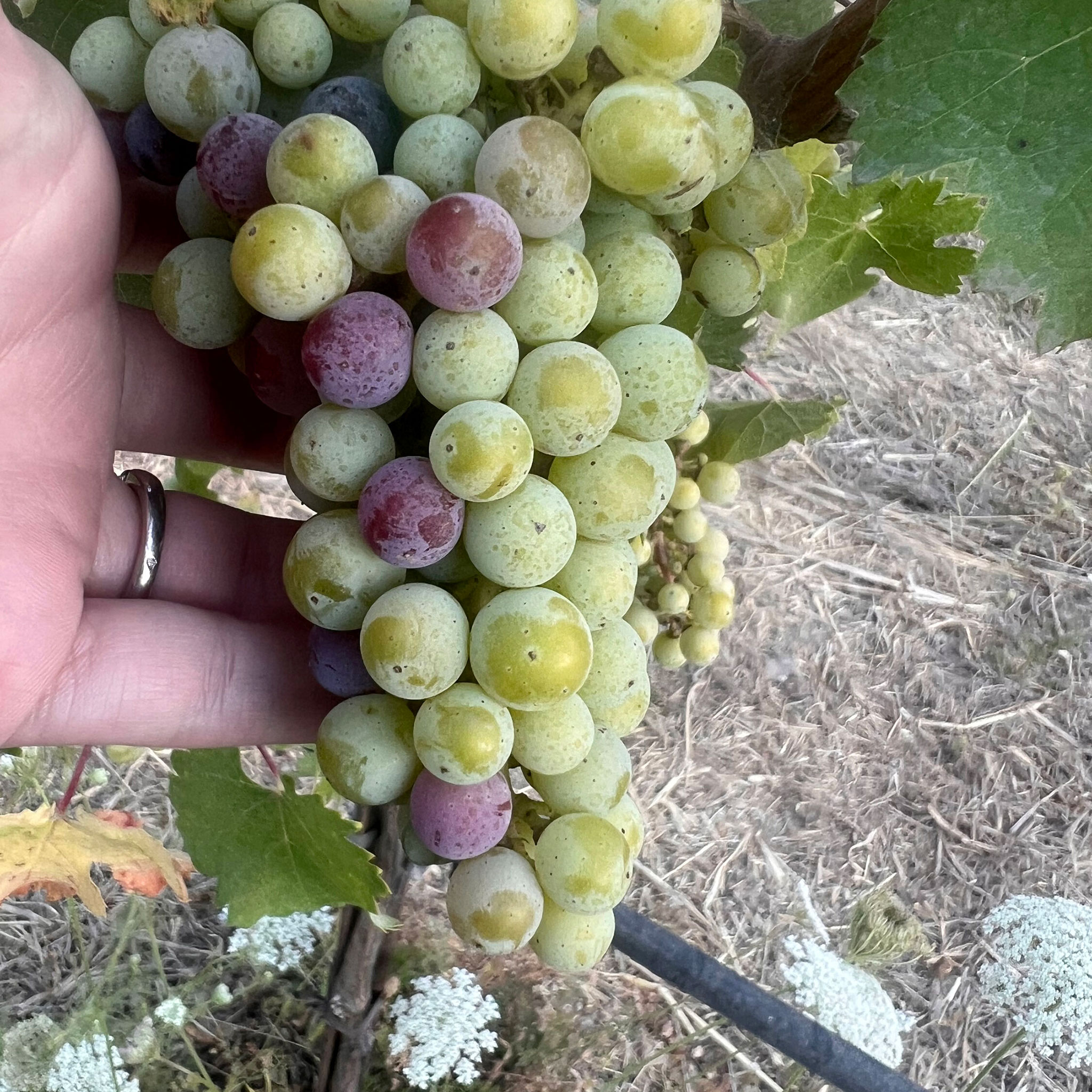 Veraison on grapes at Stony Hill vineyard, August 2024