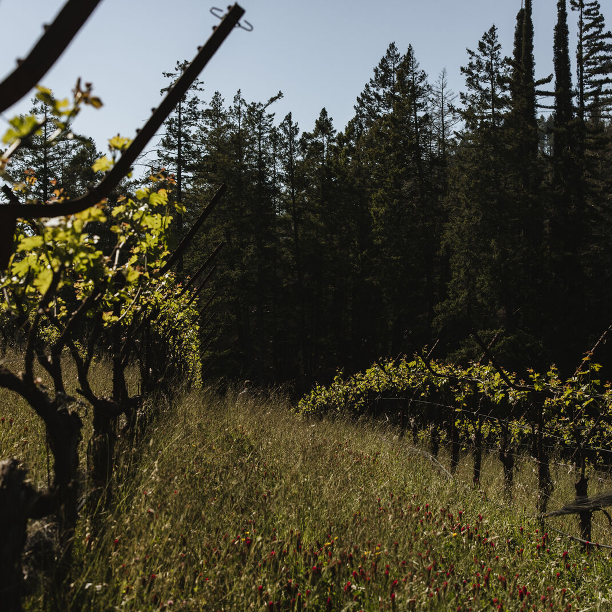 Stony Hill vineyard in the summer.