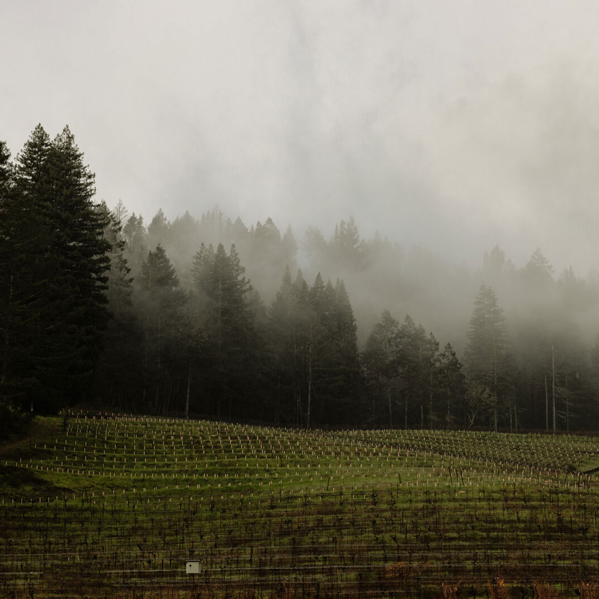 Winter morning at Stony Hill vineyard, Winter 2024