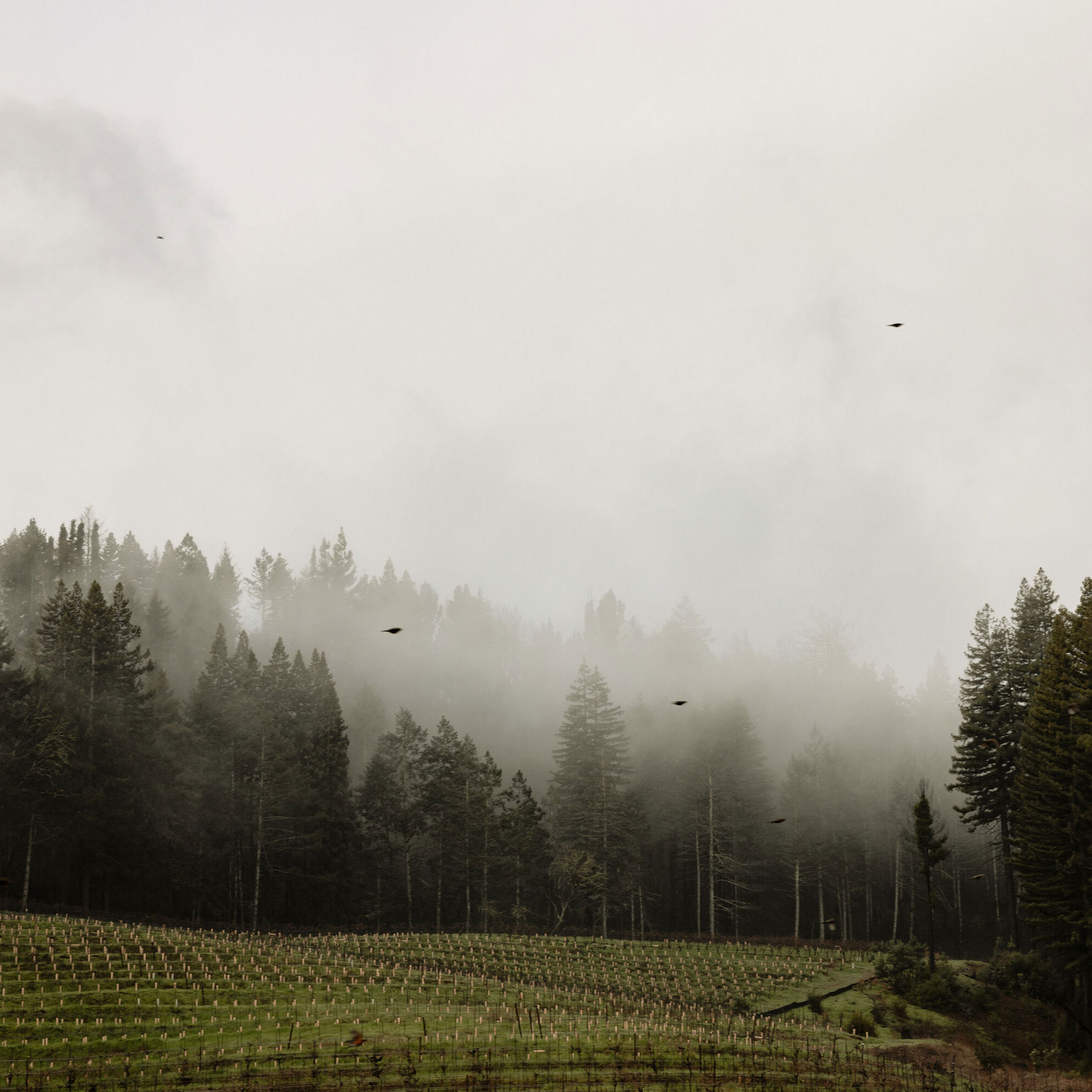 Stony Hill Vineyard in the Winter